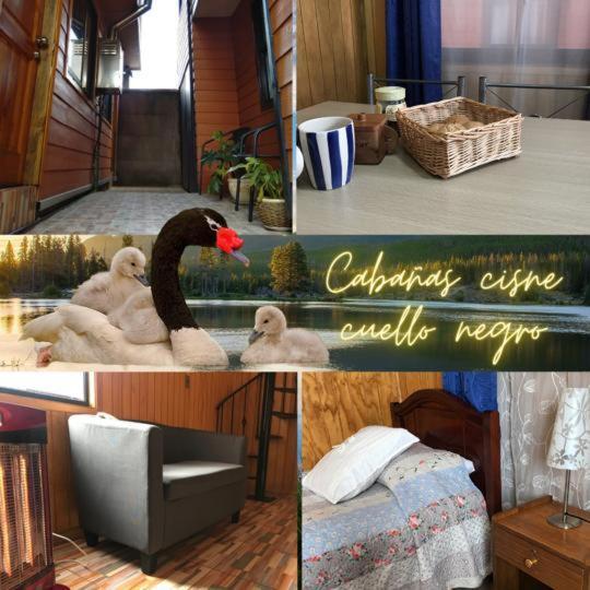 Апартаменты Cabanas Cisne Cuello Negro Вальдивия Экстерьер фото